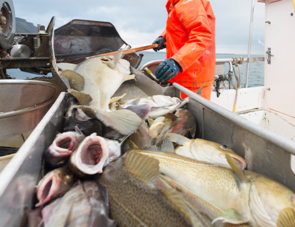 Tina de pescado aislada